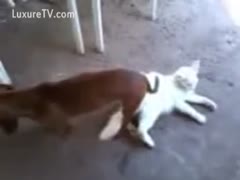Large dog burying his cock deep in a white cat's pussy 